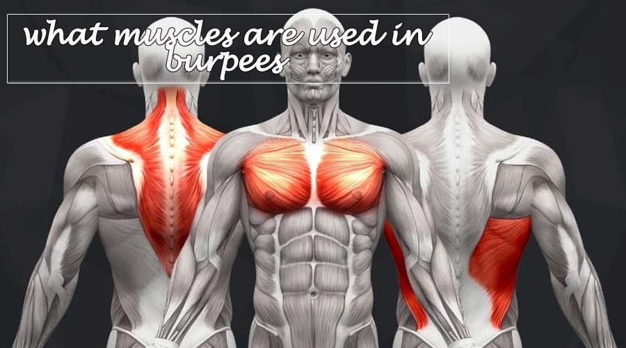 What Muscles are Used in Burpees: A Comprehensive Guide